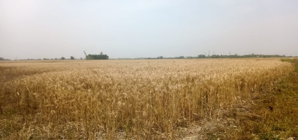 <em>हरदोई तहसील संबंधित अधिकारी की सांठगांठ से हो रही है तालाब की जमीन में अवैध गेहूं की फसल</em>