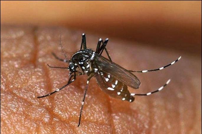 राजधानी में डेंगू का बढ़ता कहर: 429 मरीजों की पुष्टि, 69 वर्षीय महिला की मौत से दहशत