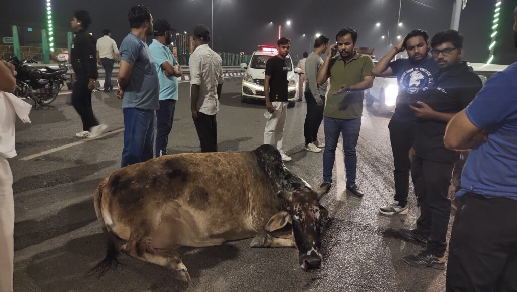 दिल्ली  नजफगढ़ बायपास पर घायल गौ माता की सुरक्षा और चिकित्सा के लिए राष्ट्रीय सनातन महासंघ अध्यक्ष ने प्रशासन से  किया त्वरित आग्रह