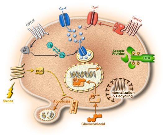 Are You Ready to Give Your Cells What Nature Originally Designed for Them??